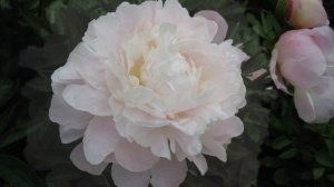 Пион Юбилейный ГБС / Peony Yubilejnyj GBS. Пионы Н.С. Красновой.
