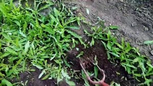 Как быстро и легко пропалываю большой огород