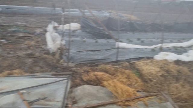 Ураган на Кубани 21.02.23г. Улетают теплички, рвет пленку, недостатки постройки. смотреть онлайн