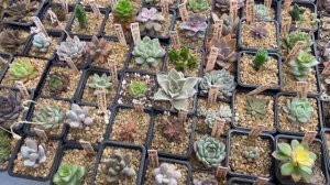 Выставка суккулентов и кактусов КАКТУС ФЕСТ 08.04.2023 // CACTUS FEST 08.04.2023 // Выставка на ВДН