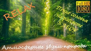 ⚜️Пение соловья Рассвет Дикий лес Реальная съемка звуки природы медитация звуки природы в деревне