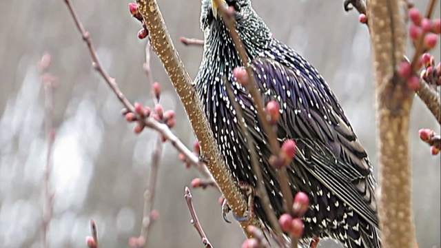  Рассвет. Весна. Птицы поют. Крымские скворцы. смотреть онлайн