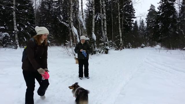 Прогулка с колли и шелти смотреть онлайн