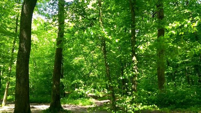 Весенний лес на Богунии. Житомир, май 2021. Пение птиц, весенняя природа, цветы