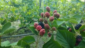 Обзор ежевики сорта Небеса могут подождать/ Blackberry Heaven Can Wait