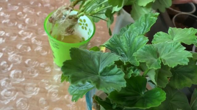 Как черенки пеларгонии наращивают корневую в Радифарме. смотреть онлайн