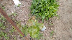 Поездка на дачу с заездом на рыбалку друзья рыба есть.