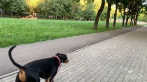 Прогулка по району с собакой. Первый раз в подземном переходе!