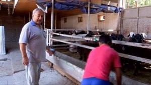 Сколько будет стоить жертвенный баран на Курбан айт в Шымкенте