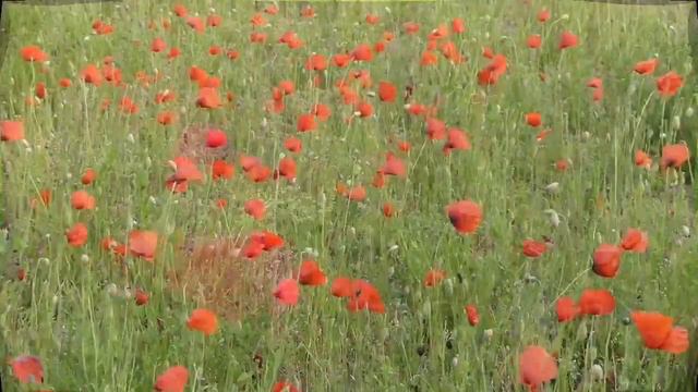 Frühling 2023 İlkbahar 2023 Zülfü kahkullerin amber misali Sıtkı baba türküleri. смотреть онлайн