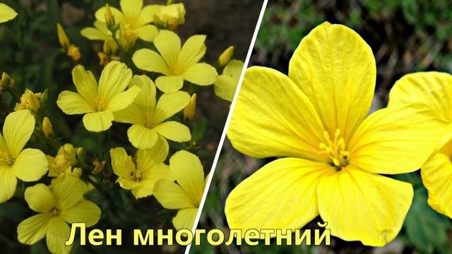 ПОСЕЙТЕ эти ЦВЕТЫ,они порадуют НЕОБЫЧНЫМ ЦВЕТЕНИЕМ!