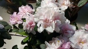 Азалия с магазина, первые шаги и важность полива.