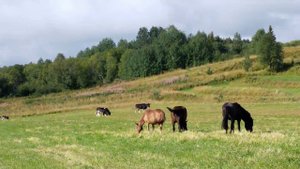 Село койнас