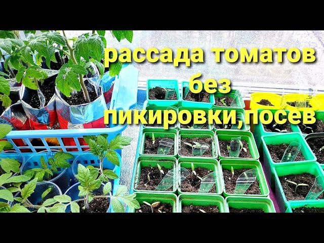 Посадка томатов на рассаду видео. Посадка томатов на рассаду видео