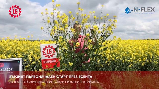N-FLEX Рапица LG Амбасадор стопанство Ветекс ООД с. Езерче | N-FLEX OSR LG Ambassador Razgrad смотреть онлайн