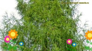 Лиственница европейская. Краткий обзор, описание характеристик, где купить саженцы larix decidua