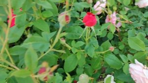 Цветут мои любимые розы. Дездемона, Эсмеральда, Крокус Роуз, Алан Титчмарш, Ангела, Уильям Моррис.