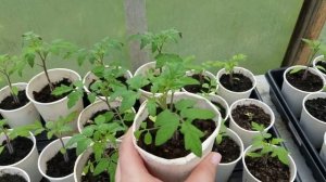 ЧЕМ И КАК ПОМЫТЬ ТЕПЛИЦУ ВЕСНОЙ / Вынесли рассаду в теплицу в Марте