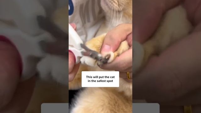 You NEED To Trim Your Cat’s Nails! ?