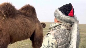 Случка верблюдов закончилась ❤️