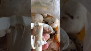 Шампиньон желтеющий. Как распознать.