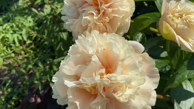 Пион Эльза Вон Брабант Peony Elsa Von Brabant смотреть онлайн