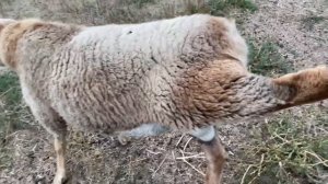 Курдючный баран под охраной