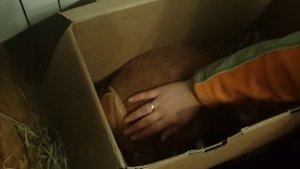 Как выкормить крольчат без крольчихи?