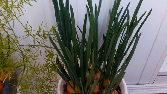 ПРИБОЛЕЛА, ЗЕЛЁНЫЙ ОГОРОДИК НА БАЛКОНЕ | Arina Belaja смотреть онлайн