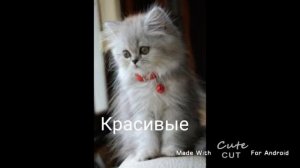 Почему я люблю котов