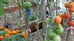 Сибирь. Обзор и дегустация томатов Козула 60 и Козула 125.