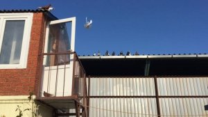 ? Обзор Николаевских голубей после долгой паузы. Полет Николаевских голубей 2019 молодых и старых.