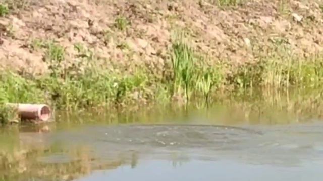 Рыбалка удалась. Стерлядь. смотреть онлайн