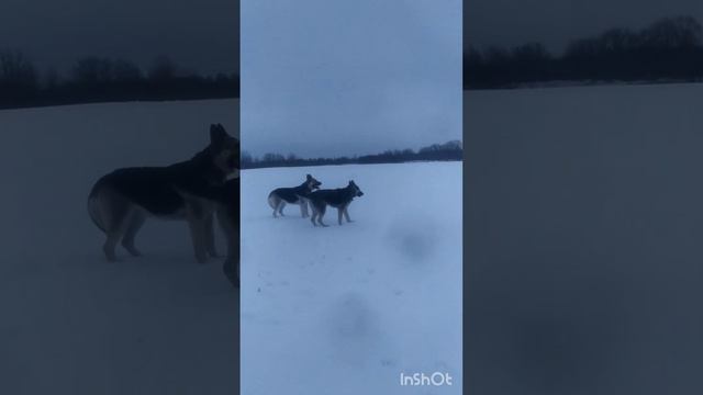 А за городом зима,зима,зима. #восточноевропейскаяовчарка #вео #собака #зима #прогулкассобакой #лес