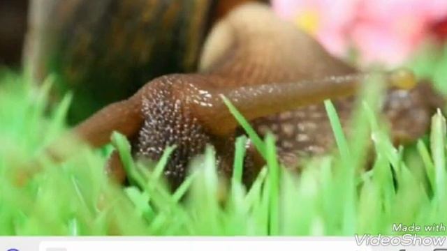 Интересные факты про улиток ахатин смотреть онлайн