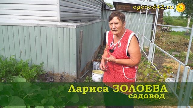 Диковинка в саду: лагенария смотреть онлайн