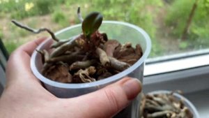 Подробный уход за пеньками орхидей/ ☀️?? как добиться быстрого появления деток. ☺️?