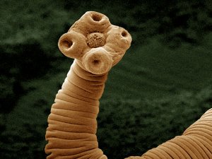 Бычий цепень.