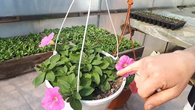 Важная прищипка Ампельной петунии
