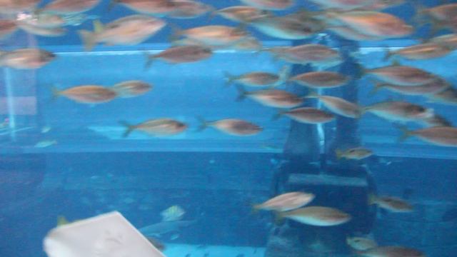 ОАЭ. Дубай. Аквапарк Aquaventure.



ОАЭ. Дубай. Аквапарк Aquaventure.