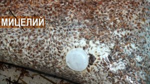 Зерновой мицелии для выращивания вешенок. Фермер Олег Топорков.