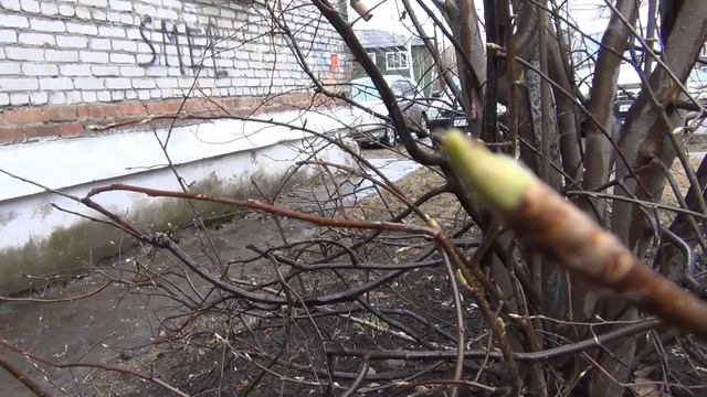 Расцветание почки черемухи - весна