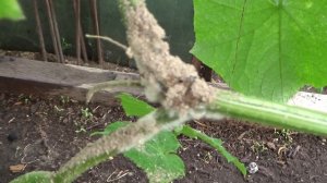 Как лечить гниль на плетях огурца.