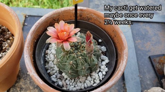 Gymnocalycium baldianum Cactus смотреть онлайн