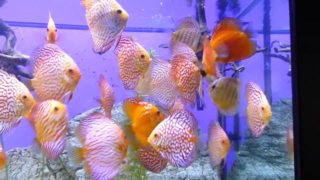 Дискусы Ростов-на-Дону смотреть онлайн