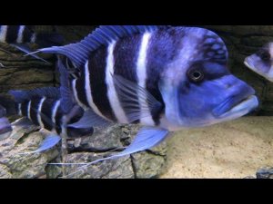 Артемия для фронтоз 
#фронтозы#tahganika#кормление фронтоз