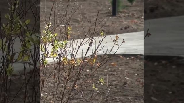 Реконструкция городского парка близится к завершению