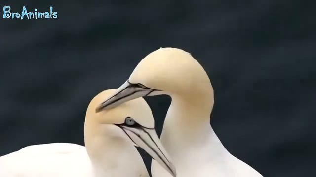 Приколы с животными ,смешные птицы,юмор смотреть онлайн