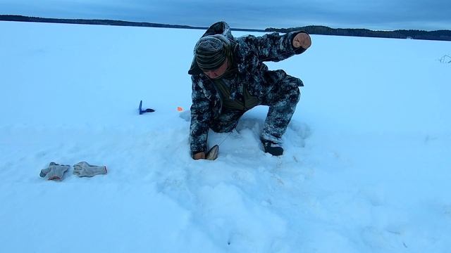 Судак на озере Янисъярви в Карелии