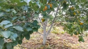 Строим навес . Результат закруток за 2 дня.